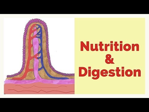 Human Nutrition-The Digestive System-More Exam Focused-IRELAND