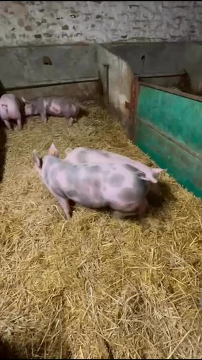 💥HEADING TO THIRSK THIS TUESDAY💥 🐖Monthly Sale of Store and Breeding Pigs 🗓️Tuesday 4th November 2025 ⏰Sale to commence at 10am 📖Catalogue - https://www.thirskmarket.co.uk/Portals/0/04.11.25 PIG CATALOGUE.pdf 📹4 outstanding Pietrain X cut boars from BJ Horsley, Leyburn 📞Further entries required, please contact auctioneer Ben Wilson on 07960 893733 for any further enquiries | Thirsk Farmers Auction Mart & Rural Business Centre