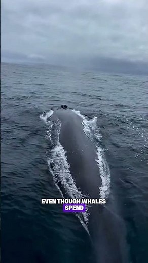 Did you know that whales are actually mammals?