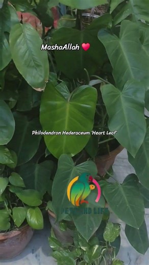 Monstera Money Plant | Philodendron Hederaceum #Heart Leaf | Short