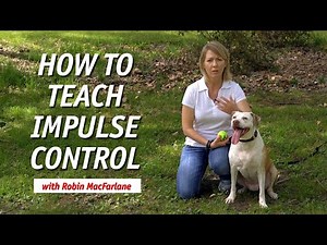 Energetic Dog? How to Teach Impulse Control Through Play
