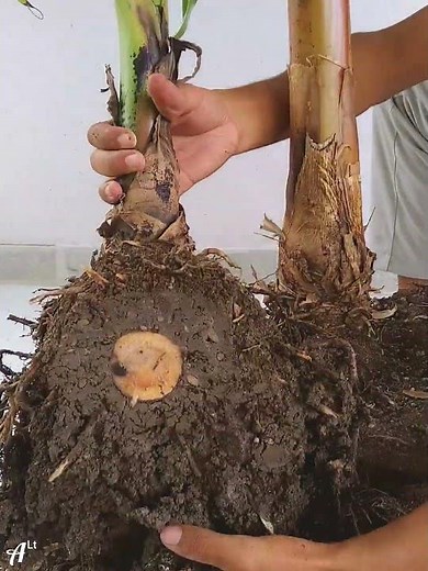 #Gardening How to Divide and Propagate Banana Pups