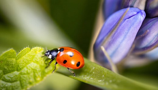 Mastering Extreme Macro Photography Techniques | Fstoppers
