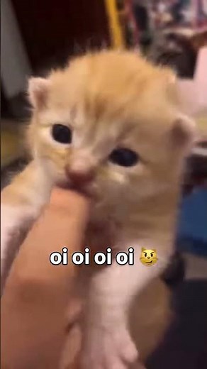 oi oi oi oi cats 😹😹 #wiwiwi #cat #cutecat #funnycats #carmemes #kitten #kitty #catshorts #catvideos
