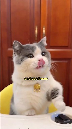 Can cats learn sign language? 👀😻