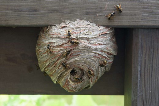 How To Keep Wasps Away From Your Home