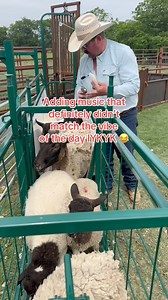 Working sheep is always interesting #Sheep #Dorper #HairSheep #Ranch #Ranching #KeepRanchin | Bar 7 Ranch