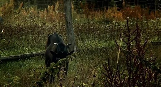 Light Gradient 2009 engsub — Видео от Ronald Polk