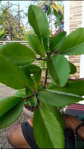 Kalanchoe Care: The Most Important Facts