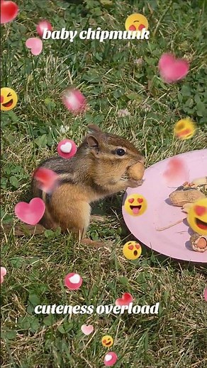 Cuteness Overload! 🐿️ Tiny Baby Chipmunk Alert! #backyardwildlife #chipmunk #naturelovers