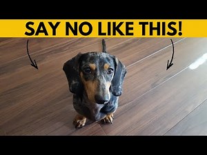 This is how to make your Dachshund obey the first time!