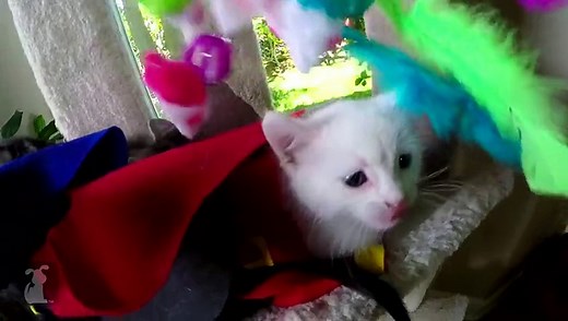 THE DOUBLE-D AVENGER Movie Trailer