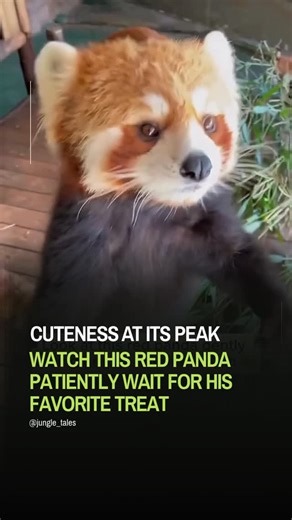 Jungle Tales 🦁🌴 on Instagram: "Wait for it... the world’s most patient diner has arrived! 🍎🐾✨ There is nothing quite like the sight of a Red Panda (Ailurus fulgens) waiting calmly for its favorite treat. While they look like living plushies, these “Fire Foxes” are actually incredibly skilled climbers from the eastern Himalayas and China. 🏔️🌿 But there is a serious side to those adorable faces. In the wild, red pandas face a constant struggle against: Habitat Loss: Deforestation is shrinkin