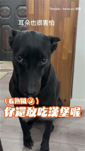 【耳朵怕到爆】歐告偷吃貓罐頭挨訓 罵著罵著突然變狗身攻擊XD #Shorts