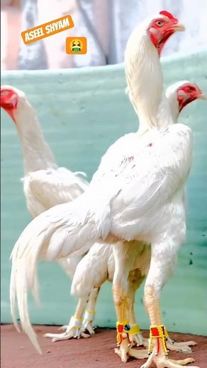 Top 6 Beat aseel Java murga 🤮🤬😲#ytshorts #birds #mrbeast #shortvideo #video #murga #youtubeshorts