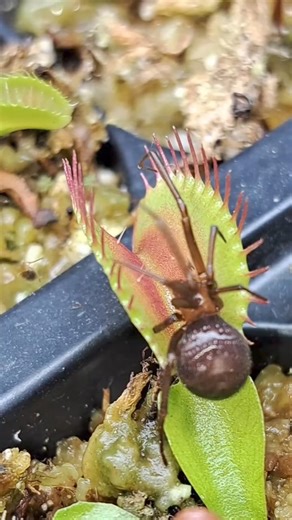Relationship toxic af!! 🙃🙃🙃 Venus fly trap meal time! | Carnivorous Plants