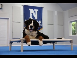 Romeo (Bernese Mountain Dog) Puppy Camp Dog Training Video Demonstration