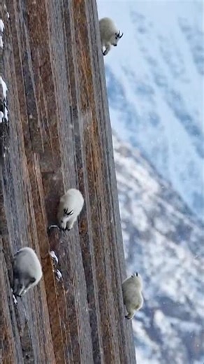 Mountain Goats Climbing an Impossible Cliff