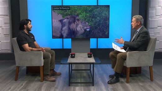 Phoenix Zoo welcomes new African lion, Pilipili