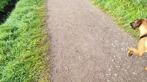 Voici un rhodesian ridgeback de 7 mois. Il se reconnait avec sa crête dorsale permanente. Nous allions pour la première fois faire la laisse avec ce loulou et valider tout le super travail de son humaine. On ne parle toujours pas d'obéissance, même si on travaille l'essentiel. Objectifs pour le loulou : être à l'aise avec l'humain, se sentir bien partout, gérer seul ses comportements pour les adapter à la situation (habituation et ce petit à petit). Ici la ville seul et avec un autre chien. Le r