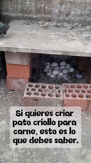 Cómo criar un pato criollo para más carne y mejor ganancia
