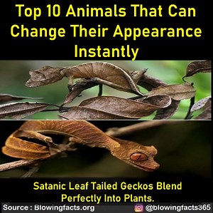 392K views · 9.6K reactions | Top 10 Animals That Can Change Their Appearance Instantly | Facts that will blow your mind | Facebook