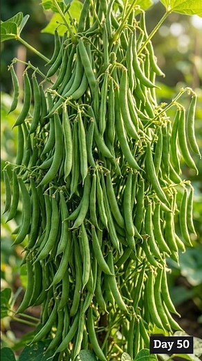 How to grow Bean | I Filmed a Bean Seed for 50 Days | Bean Plant Growth Time-Lapse #timelapse
