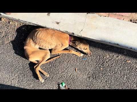 Abandoned, Injured, and Alone—She Fought Through Pain and Finally Found a Home of Love!