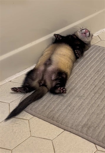 Literally the strangest #ferret #ferretsoftiktok #ferrettok #ferretlove #ferretmom