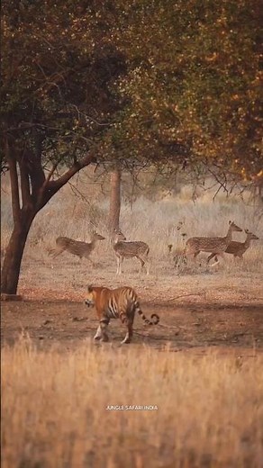 Into India's Wild Jungle 🐅 | Epic Safari Adventure & Incredible Wildlife Encounters