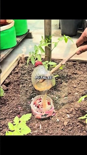 Planting tomatoes horizontally: the trick that doubles your harvest 🍅🔥 #Gardening #Tomatoes #Perm...