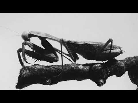 Courtney Barnett - Wonder (Official Visualizer)