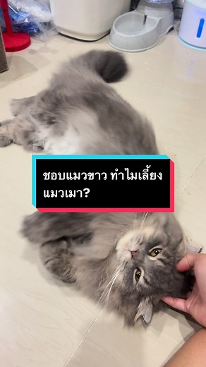 ชอบแมวขาว ทำไมเลี้ยงแมวเทา?