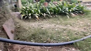 37K views · 1.1K reactions | Service dog task training: handover envelope and retrieve the parcel back to the handler. Ps: 8 cameras posted en route to capture the entire exercise . Kasturi nurturing herself back with dogspot meals. #servicedogtraining #servicedog #servicedogsofinstagram #dogspotmeals #indogspot | K9 of Kashi | Facebook