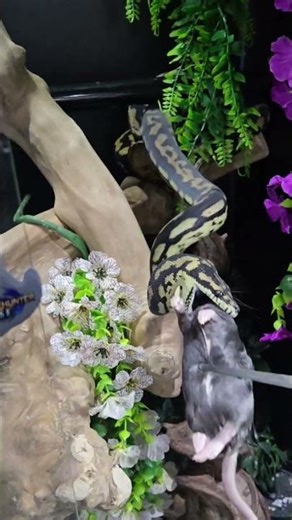 Rathalos, the Coastal Carpet Python, getting a little feast