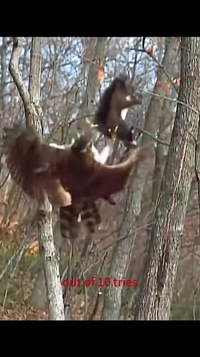 Amazing Animals of the Wild: A Showcase of Nature