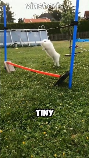 This Is Why Rabbits Jump So High 🐇💨