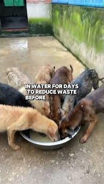 The Shocking Truth Behind China’s Dog Meat Farms
