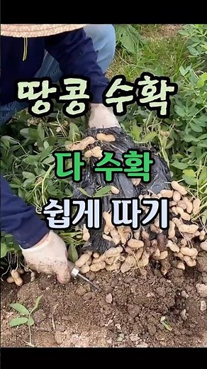 땅콩수확(다수확.쉽게 따기)