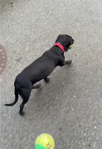 The Truth About Overweight Dogs