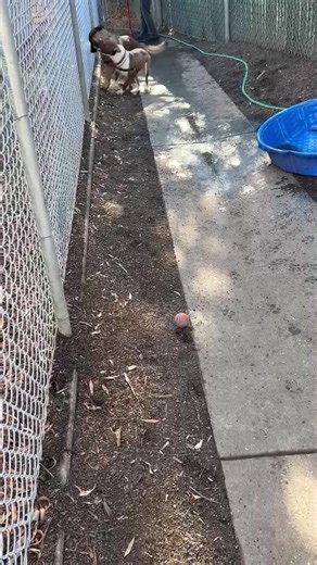Hayward Animal Shelter Volunteers on Reels