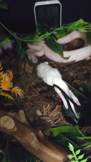 Prepare to be Amazed: Ball Python Strike Speed in Slow Motion #python #viral #pet #snake #reptiles