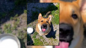 Adoptable Pets: Lincoln County Humane Society - CHCH