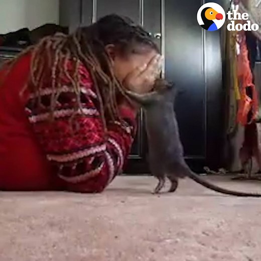 6.9K reactions · 409K shares | This rat LOVES playing peek-a-boo with his mom  | The Dodo | Facebook