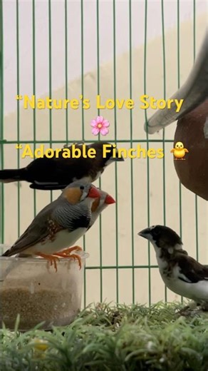 🐦 Zebra Finches Nesting Moments | Cute Bird Family 🪺✨| “Finch Family 🐦✨”“Tiny Birds, Big Love ❤️”