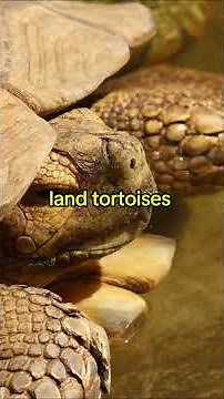 The Sulcata’s Extreme Survival Strategy