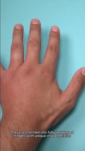 Why Are Our Fingers have Different Lengths