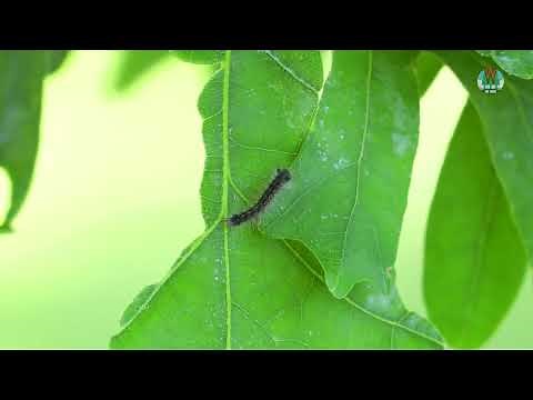 Protect your trees from Spongy Moth