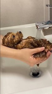 Tiny Puppy Takes a Bath in the Sink!