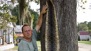 Sizing up giant rattlers
